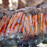 Close-up of a tree trunk with rough, dark surface and reddish-brown sap seeping through cracks.