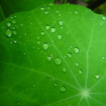 Bright green leaf with water droplets highlighting veins and texture.